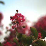 さるすべり （百日紅）Lagerstroemia indica%0A_0 (3)