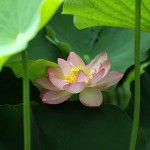 はす（蓮）Nelumbo nucifera_0 (18)