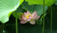 はす（蓮）Nelumbo nucifera_0 (18)