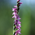 ねじばな（捩花） Spiranthes sinensis var. amoena_0 (4)