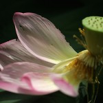 はす（蓮）Nelumbo nucifera_0 (6)