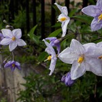 つるはななす（蔓花茄子）Solanum jasminoides_0 (4)