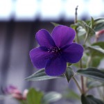 しこんのぼたん（紫紺野牡丹）Tibouchina urvilleana_0 (2)