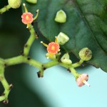 やぶからし（薮芥子）Cayratia japonica_0 (1)