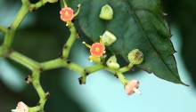 やぶからし（薮芥子）Cayratia japonica_0 (1)