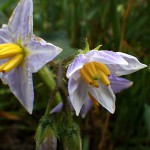 わるなすび（悪茄子）Solanum carolinense _0 (2)