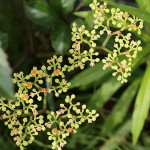 やぶからし（薮芥子）Cayratia japonica_0 (4)