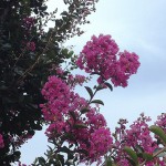 さるすべり （百日紅）Lagerstroemia indica%0A_0 (2)