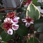 フェイジョア Feijoa sellowiana_0 (2)