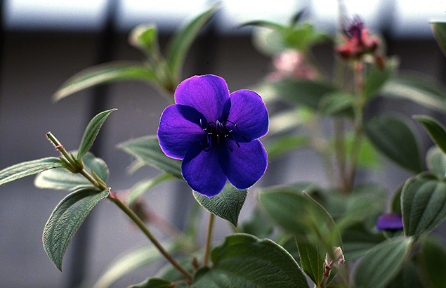 しこんのぼたん（紫紺野牡丹）Tibouchina urvilleana_0 (3)
