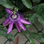 とけいそう（時計草）Passiflora caerulea_0 (1)