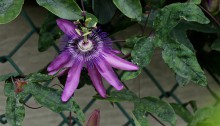 とけいそう（時計草）Passiflora caerulea_0 (1)