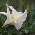 けちょうせんあさがお（毛朝鮮朝顔）Datura inoxia_0 (1)