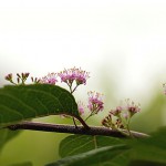 こむらさき（小紫）Callicarpa dichotoma_0 (2)