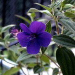 しこんのぼたん（紫紺野牡丹）Tibouchina urvilleana_0