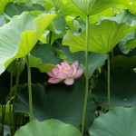 はす（蓮）Nelumbo nucifera_0