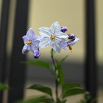 つるはななす（蔓花茄子）Solanum jasminoides_0 (3)