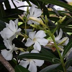 きょうちくとう（夾竹桃）Nerium oleander var. indicum_0 (6)