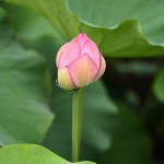 はす（蓮）Nelumbo nucifera_0 (15)