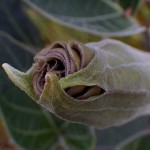 けちょうせんあさがお（毛朝鮮朝顔）Datura inoxia_0