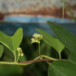 やまのいも（山の芋）Dioscorea japonica_0