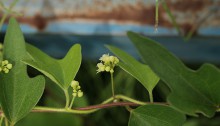 やまのいも（山の芋）Dioscorea japonica_0