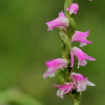 ねじばな（捩花） Spiranthes sinensis var. amoena_0