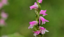 ねじばな（捩花） Spiranthes sinensis var. amoena_0