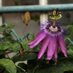 とけいそう（時計草）Passiflora caerulea_0