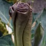 けちょうせんあさがお（毛朝鮮朝顔）Datura inoxia_0 (2)