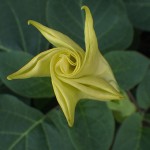 けちょうせんあさがお（毛朝鮮朝顔）Datura inoxia_0 (3)