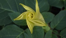 けちょうせんあさがお（毛朝鮮朝顔）Datura inoxia_0 (3)