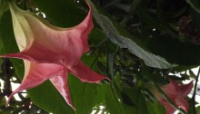 117.きだちちょうせんあさがお （木立朝鮮朝顔）Brugmansia_0 (2)