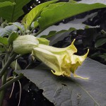 117.きだちちょうせんあさがお （木立朝鮮朝顔）Brugmansia_0 (1)