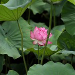 はす（蓮）Nelumbo nucifera_0 (14)