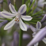 アガパンサス agapanthus_0 (3)