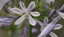 アガパンサス agapanthus_0 (3)