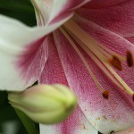 ユリ（百合）Lilium_0 (7)