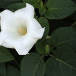 けちょうせんあさがお（毛朝鮮朝顔）Datura inoxia_0 (6)