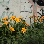 トビシマカンゾウ （飛島萓草）Hemerocallis dumortieri var. exaltata_0