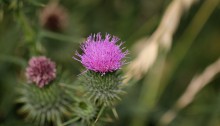 のはらあざみ（野原薊）Cirsium tanakae_0 (2)