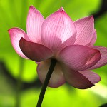 はす（蓮）Nelumbo nucifera_0 (8)