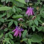 とけいそう（時計草）Passiflora caerulea_0 (3)