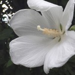 むくげ（木槿）Hibiscus syriacus_0 (3)