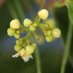 やまのいも（山の芋）Dioscorea japonica_0 (2)