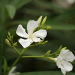 きょうちくとう（夾竹桃）Nerium oleander var. indicum_0 (4)