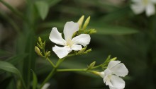 きょうちくとう（夾竹桃）Nerium oleander var. indicum_0 (4)