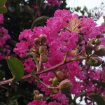 さるすべり （百日紅）Lagerstroemia indica%0A_0 (1)