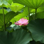 はす（蓮）Nelumbo nucifera_0 (5)