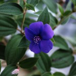 しこんのぼたん（紫紺野牡丹）Tibouchina urvilleana_0 (1)